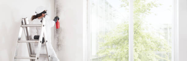 Best Black Mold Removal  in The Dalles, OR